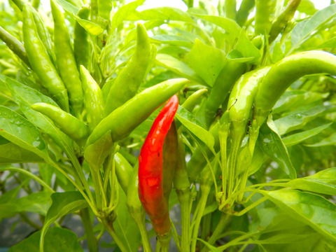 自然栽培の野菜と加工品のセット