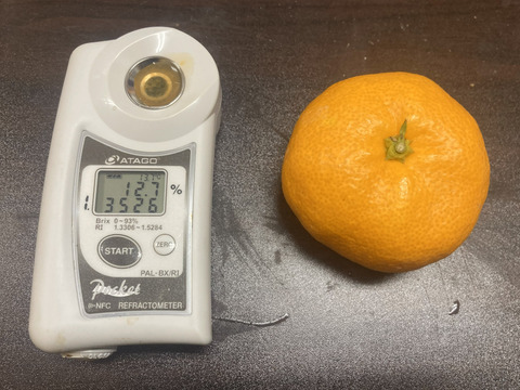 【貯蔵熟成で濃い甘み】濃蜜 青島みかん 10kg｜静岡県から産地直送（糖度12～14度）