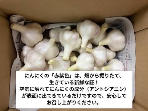 【期間限定】幻の生にんにく　讃岐平戸　1kg