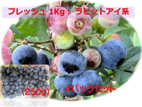 完熟手摘み選別したフレッシュブルーベリー１Kg ：ラビットアイ系（250gの4パック）：数粒まとめて頬張り、完熟ならではの、口の中で弾ける『果汁のシャワー』をぜひご体験ください！