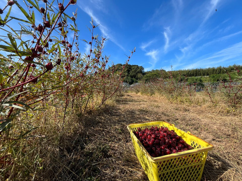laNui labo.　肥のあけぼの+ローゼルシロップ150㎖/本×1本　🍊デコポン発祥の地・不知火町より