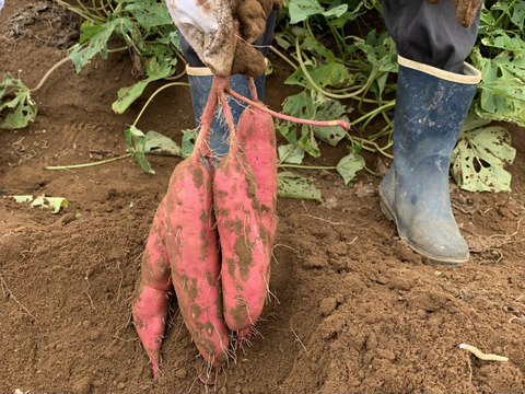 さつまいも　『べにはるか』　5kg