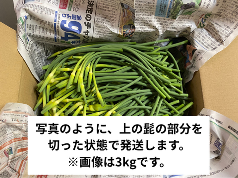 【超貴重】国産にんにくの芽　讃岐平戸　500g