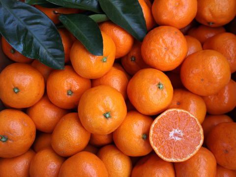 【冬ギフト】農家直送！有田みかん2kg≪2Sサイズ（小玉）秀品≫【平武農園】～蛍飛ぶ町から旬の便り～　和歌山｜有田｜田口｜ギフト｜こだわり　産地直送　お取り寄せ