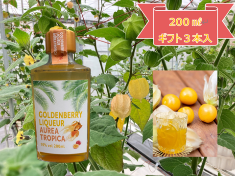 【冬ギフト】新商品✨陽光の輝き　自然派リキュール🍹ゴールデンベリーリキュール「AUREA TROPICA」200ml×３本入りギフト🎁