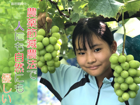 【農薬節減】甘くて美味しい自慢のシャインマスカット（4房）