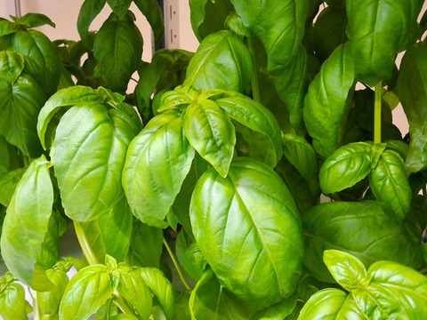 【工場直送！】埼玉県産フレッシュバジル500ｇ(15ｇ×35袋)