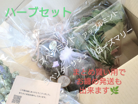 オリーブ生葉300枚  オリーブリーフ🌿オーガンジー袋入り🌿葉っぱ部のみ🌿オリーブ茶 オリーブティー ハーブティー 🏣ゆうパック