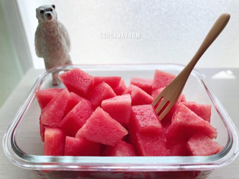 【夏ギフト】贅沢な甘さとシャリ感『空中育ちの大玉すいか』６kg　１玉