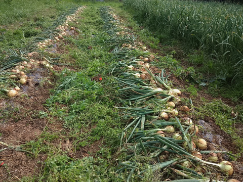 【農薬・化学肥料不使用】トロあま！極早生の赤土新玉ねぎM〜Lサイズ2.5kg