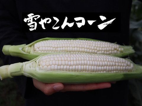 【16本セット】秋とうもろこし「雪やこんコーン」