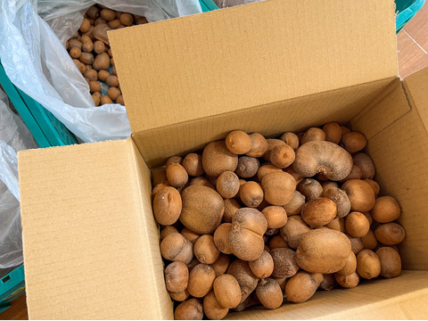 幻の一口キウイ！『さぬきキウイっこ®』訳あり・ご家庭用・5kg（７０～１００個）