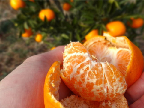 【柑橘食べ比べ】大好評！新春玉手箱１月500箱突破！第ニ弾玉手箱が今月新登場！こだわり７品種が楽しめる！「旬のこだわり柑橘食べ比べ玉手箱-虹色２-」 ご家庭用　約3.2kg入　【商品番号】【2003】