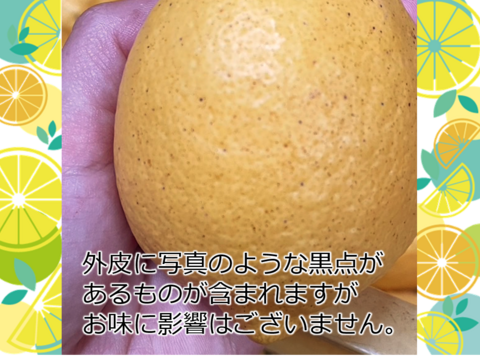 はじける香り！【防腐剤・ワックス不使用】西浦れもん 2.2kg 仲屋 海瀬農園 レモン 2キロ強