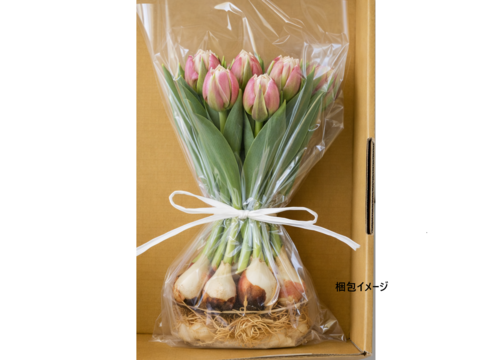 【限定30個】球根付きチューリップ　”アイスクリームMIX”　4種5本※北海道・沖縄県配送不可※
