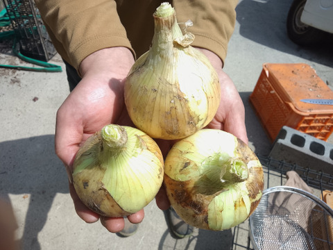 【農薬・化学肥料不使用】トロあま！極早生の赤土新玉ねぎM〜Lサイズ2.5kg
