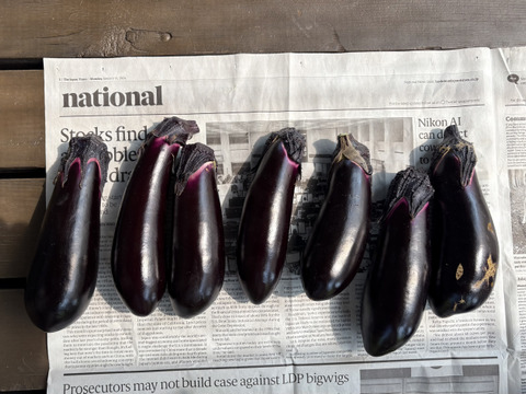 完全数量限定 丸茄子と長茄子(80サイズ) ホントに今朝採ってます　茄子ばっかり!!