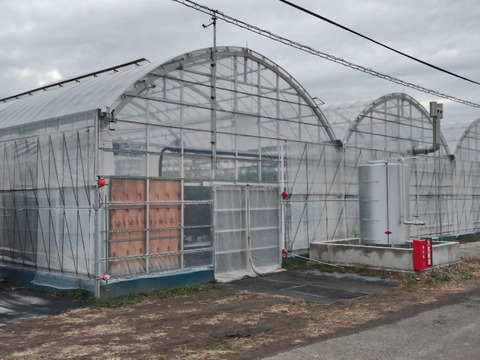 【健やか潤いトマト】ミニ・中玉・大玉トマトの旨みが一度に味わえる食べ比べセット1.8kg　埼玉県行田産