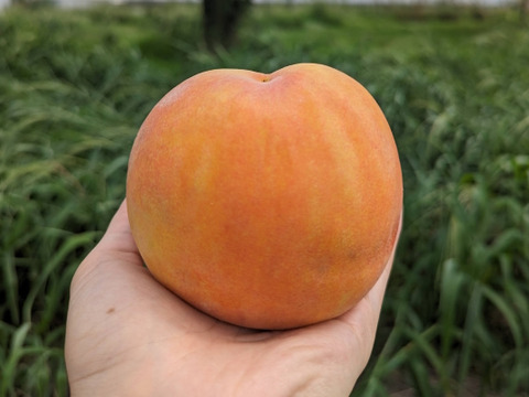 家庭用】おまかせ黄金桃 約2.kg（6-14玉）8月中旬頃 産地直送 珍しい