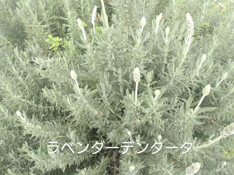 ラベンダーの束（5本✕３）を香りとともに🌿計15本  ハーブ🌿◆スワッグ作りに ◆ドライフラワーに ◆品種「デンタータ」(フリンジドラベンダー)🏣ゆうパック60サイズ