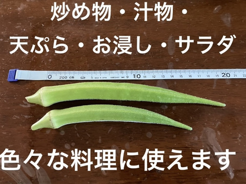飯島農園の大長五角オクラ ビッグフィンガー 500g
