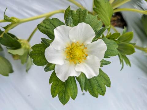 【クール便】農家直送^^完熟いちご!!ゆうべに