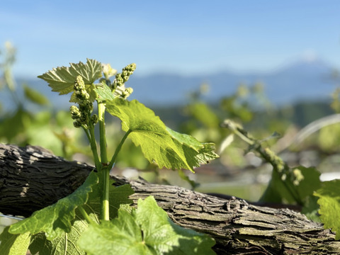 今年度最終出荷❗となります❗山梨県 巨峰の町 牧丘町【紫黒色の宝石】【2024年10月1日～発送】