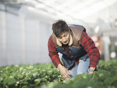 自家用4パック入り 1箱　2品種入り