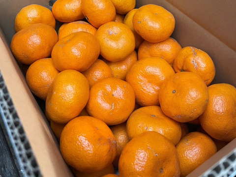 熟成みかん『青島（あおしま）』5kg サイズ混合 ご家庭用 ≪仲屋 海瀬農園≫ 静岡県 西浦みかん 5キロ