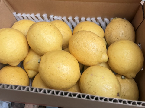 はじける香り！【防腐剤・ワックス不使用】西浦れもん 3kg 仲屋 海瀬農園 レモン 3キロ