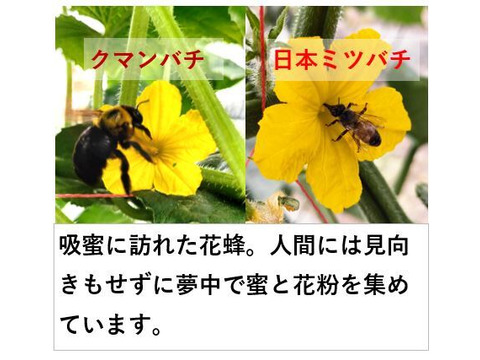 朝採りシャキッとパリッとキュウリ 鮮度抜群！12本/約1kg