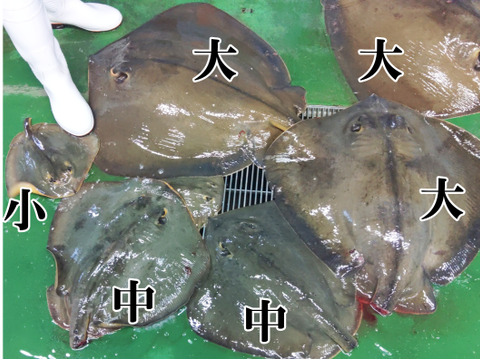生アカエイ丸ごと一匹【新商品のため値引き中】小サイズ（目安1.5kg～4kgの不定貫）エイ料理に【唐揚げに】【煮付けに】【刺身に】【天ぷらに】【ガーリックバターソテーに】未利用魚 低利用魚 エイヒレ