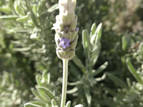 ラベンダーの束（5本✕３）を香りとともに🌿計15本  ハーブ🌿◆スワッグ作りに ◆ドライフラワーに ◆品種「デンタータ」(フリンジドラベンダー)🏣ゆうパック60サイズ