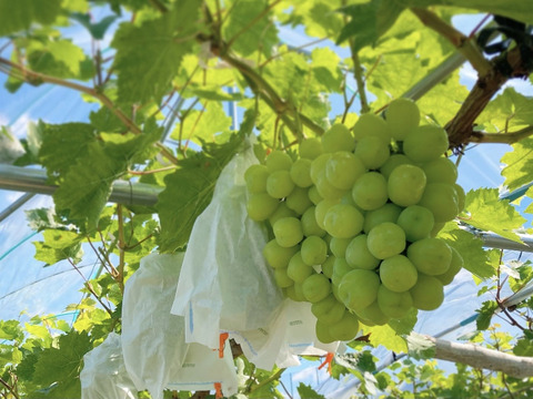 8 5 発送可能 朝採れ極大粒ぶどう 雄宝 1房800ｇ 大阪府産 食べチョク 農家 漁師の産直ネット通販 旬の食材を生産者直送