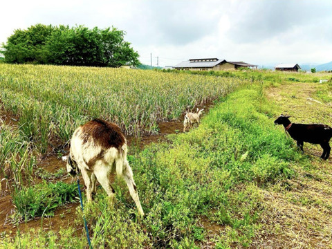 今が旬！にんにくの芽　群馬県産　有機肥料栽培　除草剤　消毒剤無使用