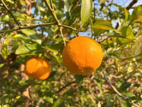 訳あり品 ややキズあり 甘酸っぱい！ 香酸柑橘 伊勢志摩産 1個約250g×6個入り