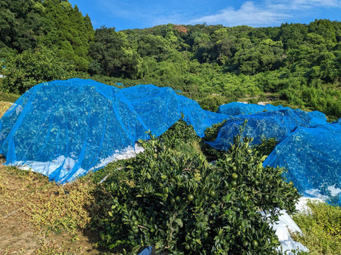 9/14～10日間限定！残暑においしい！極早生みかん 朝採れ出荷 5kg(55±5個 or 75±5個)