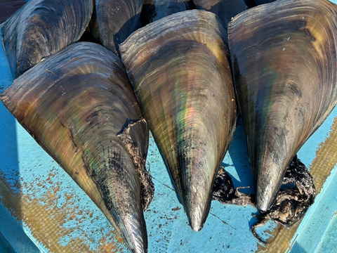 愛知日間賀島産‼︎今ガ旬の貝，これがダントツでおすすめ‼︎《漁師直送で平貝》11枚入り
確実に朝採れた個体を活かし発送‼︎
~活きて届く感動を食卓へ~