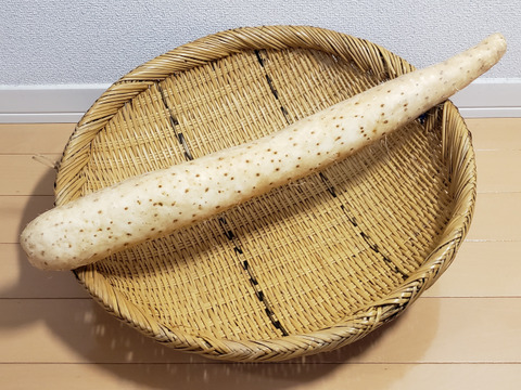 【天皇に奉納した長芋】贈答用にもオススメ！青森県東北町産ながいも　約１kg