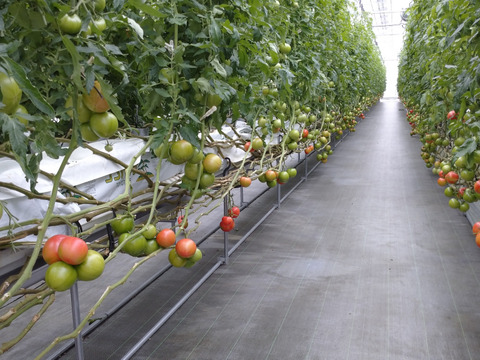 【健やか潤いトマト】ミニ・中玉・大玉トマトの旨みが一度に味わえる食べ比べセット1.8kg　埼玉県行田産