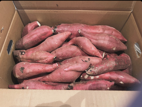【期間限定送料無料】 訳あり！熟成紅はるか 10kg さつまいも：茨城県産のべにはるか 野菜