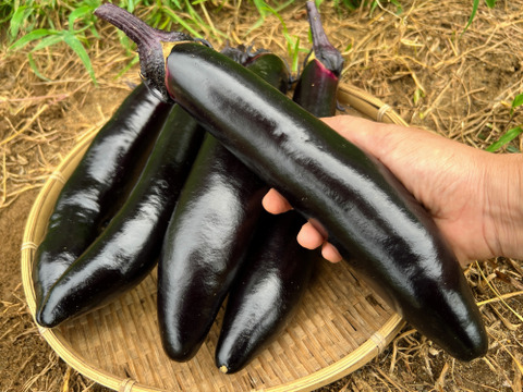 【セット】おまかせ旬のなすセレクション(4種 2-3人分) 【朝採れ】