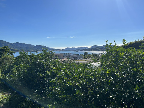 【広島県産】レモン果汁 720ml (x4本)【無添加・果汁100%】