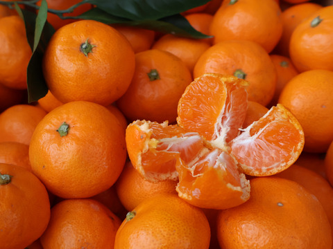 【冬ギフト】農家直送！有田みかん3kg≪無選別（秀品・訳あり品・サイズ混合）≫【平武農園】～蛍飛ぶ町から旬の便り～　和歌山｜有田｜田口｜ギフト｜こだわり　産地直送　お取り寄せ