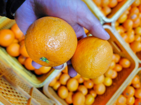 きよみオレンジ『小粒』5kg（箱込）