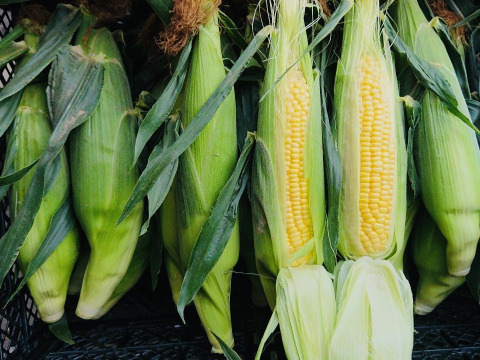 とうもろこしゴールドラッシュ 2Lサイズ10本入