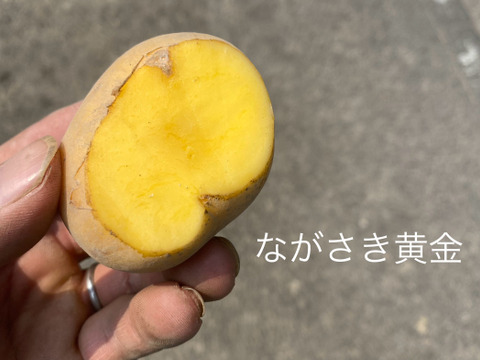 【自然栽培】ながさき黄金　2㎏（肥料・農薬不使用）ばれいしょ