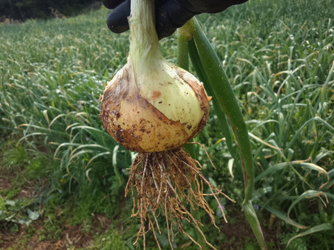 【農薬・化学肥料不使用】トロあま！極早生の赤土新玉ねぎM〜Lサイズ2.5kg