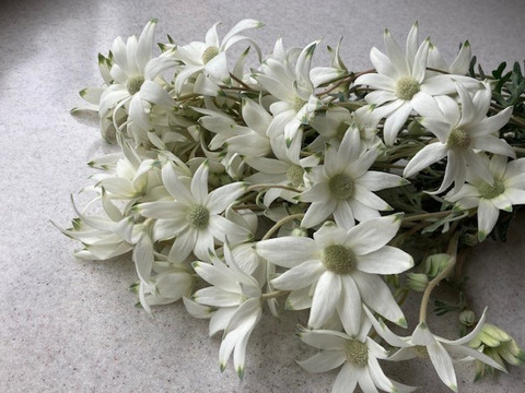 白い花弁にグリーンの縁どり！新鮮なフランネルフラワー(40輪)