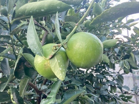 爽やかな香りで果汁たっぷり！ライム　1㎏　静岡県より産地直送
